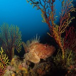 X Campeonato Mundial de Fotografía Submarina