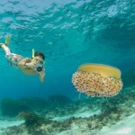 L'Oceanogràfic inaugura su festival de imagen submarina