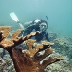 Corales.Rocas? Plantas?. Seres Vivos! por Alfredo Ramírez