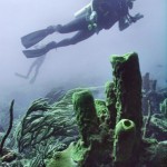 Bonaire… Un Parque Marino, Paraiso de Buceadores por Alfredo Ramírez