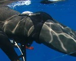 Resultados 1ra Jornada Campeonato Euro-Africano de Pesca Submarina 2009