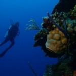 Resultados del Fotosub Colony 2010 en Cuba