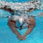 Presentación del 11° Campeonato Mundial Junior de Natación con Aletas CMAS