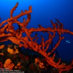 España destaca en Campeonato Mundial de Fotografía Submarina CMAS Turquía 2011