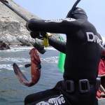 Resultados Campeonato Nacional de Deportes Submarinos FEDESUB. Iquique, Chile 2011