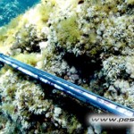 Realizada 1ra Válida Nacional de Pesca Submarina FVAS Venezuela 2012