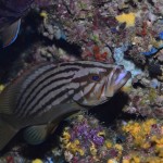 Resultados y fotos del Campeonato de España de Caza Fotosub en Apnea 2012