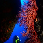 Resultados y Fotos del Campeonato de España de Fotografía Submarina NAFOSUB 2012