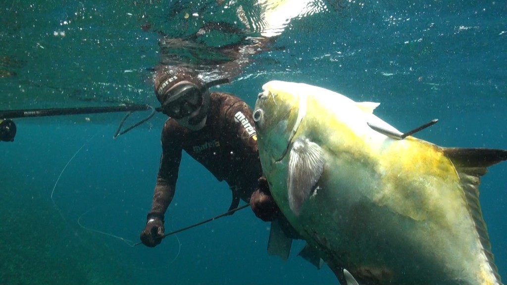 joseba african pompano