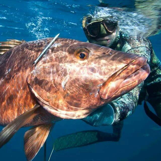 margarita-spearfishing